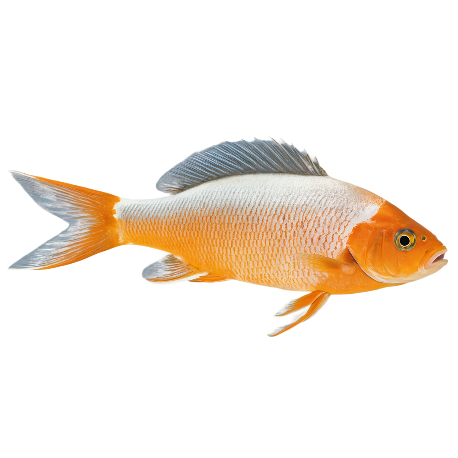 Fish proteins isolated on transparent background #8460