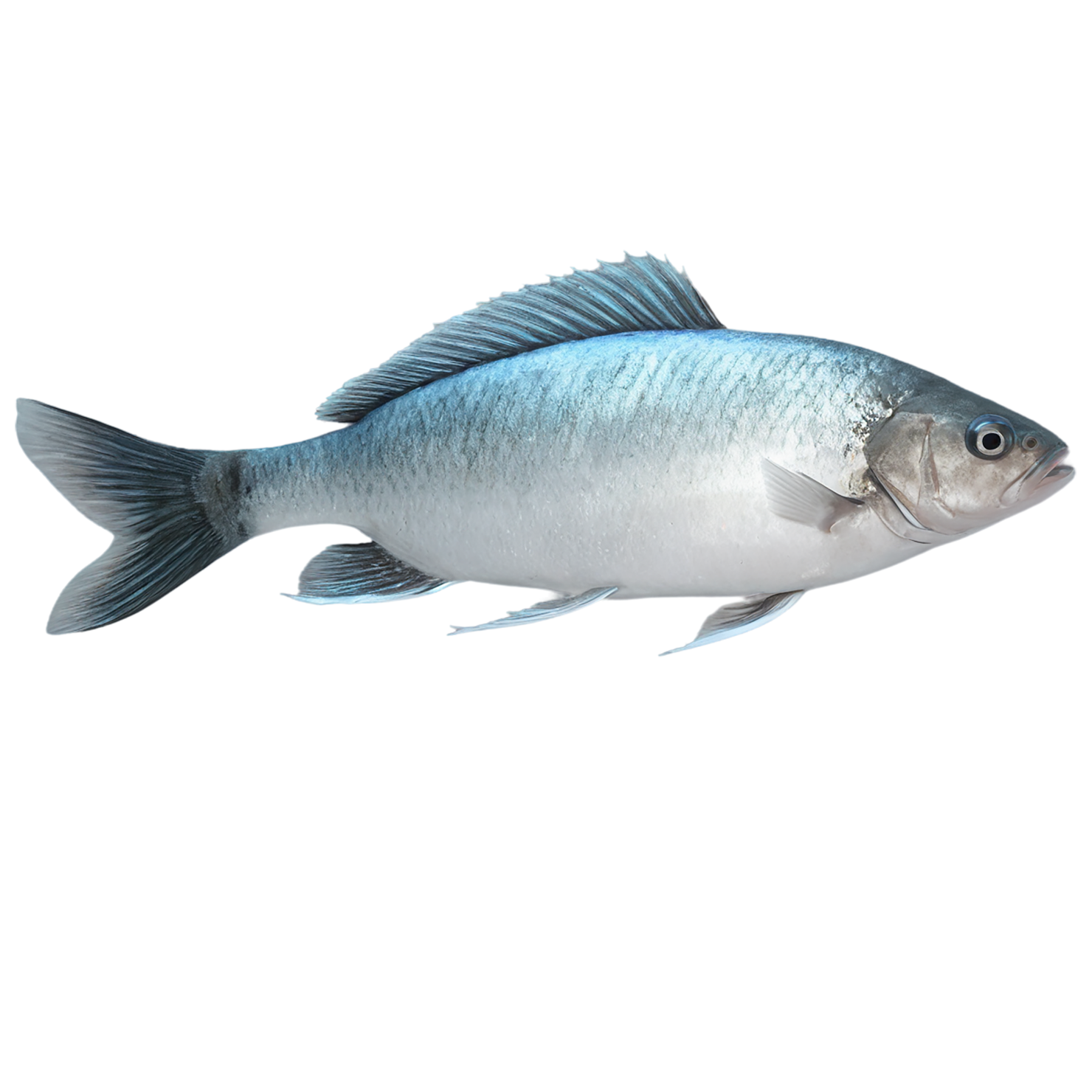 Fish proteins isolated on transparent background #8462