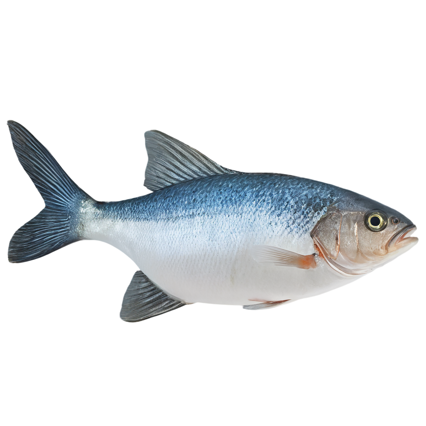 Fish proteins isolated on transparent background #8464