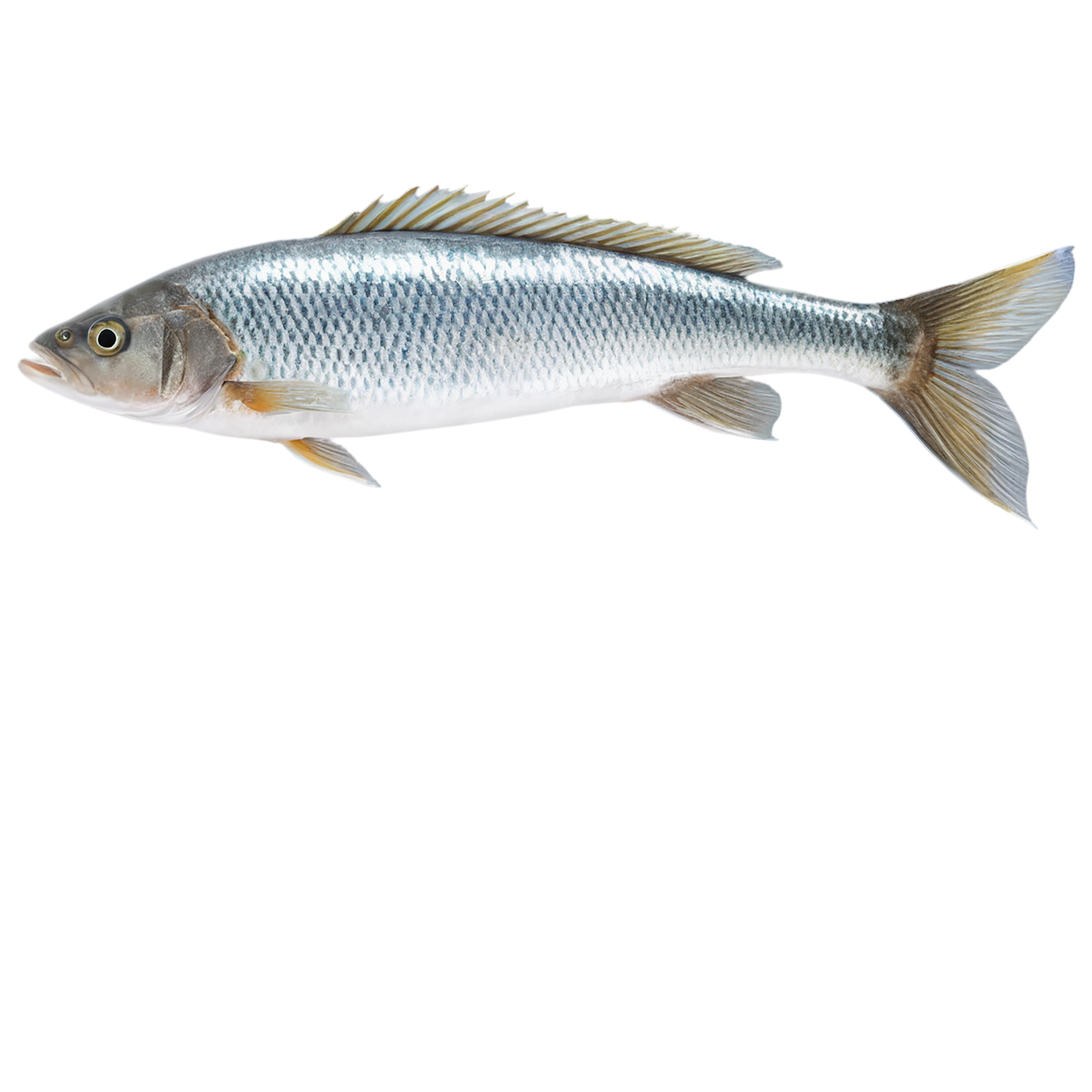 Fish proteins isolated on transparent background #8466