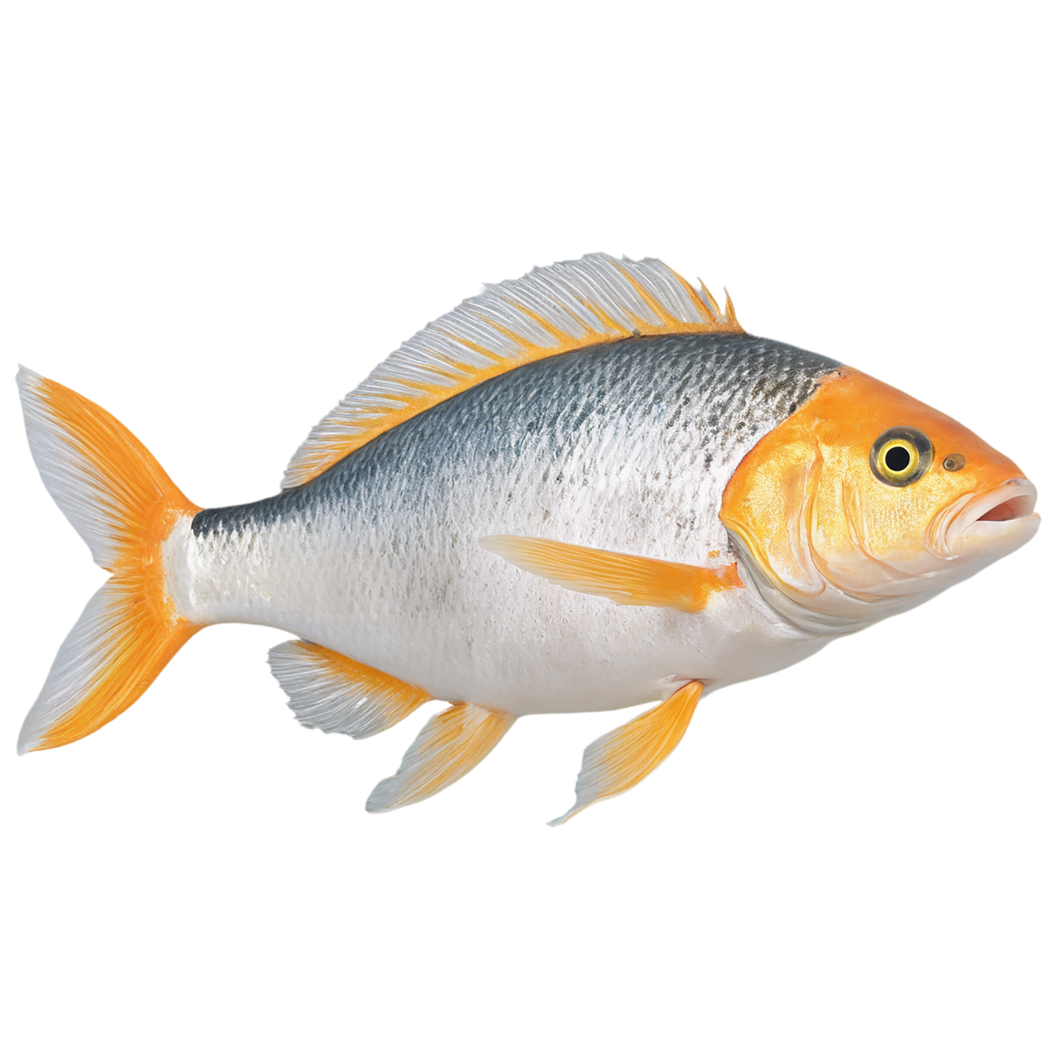 Fish proteins isolated on transparent background #8467