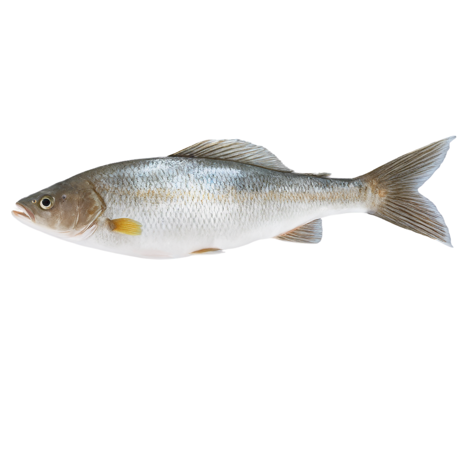 Fish proteins isolated on transparent background #8468