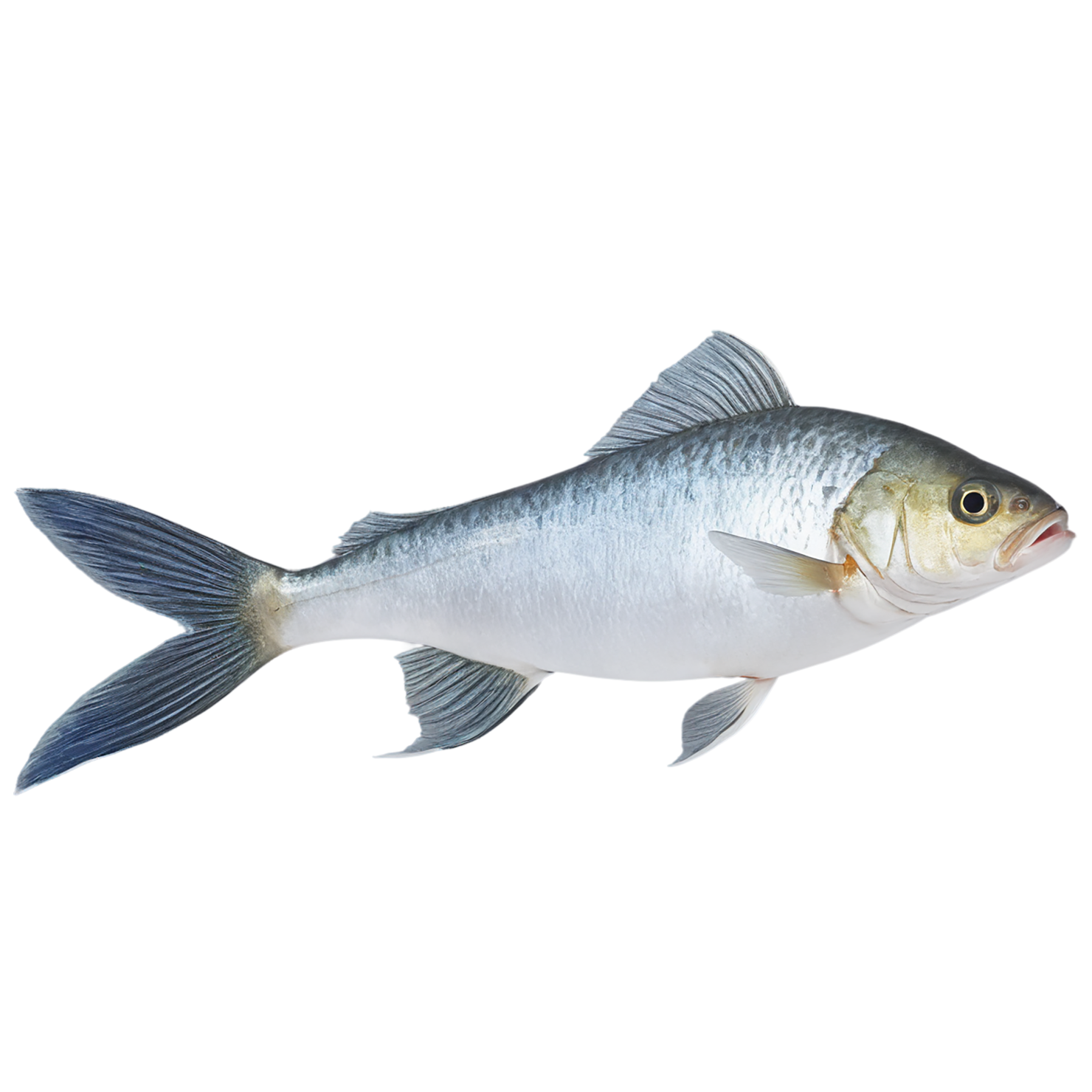 Fish proteins isolated on transparent background #8469
