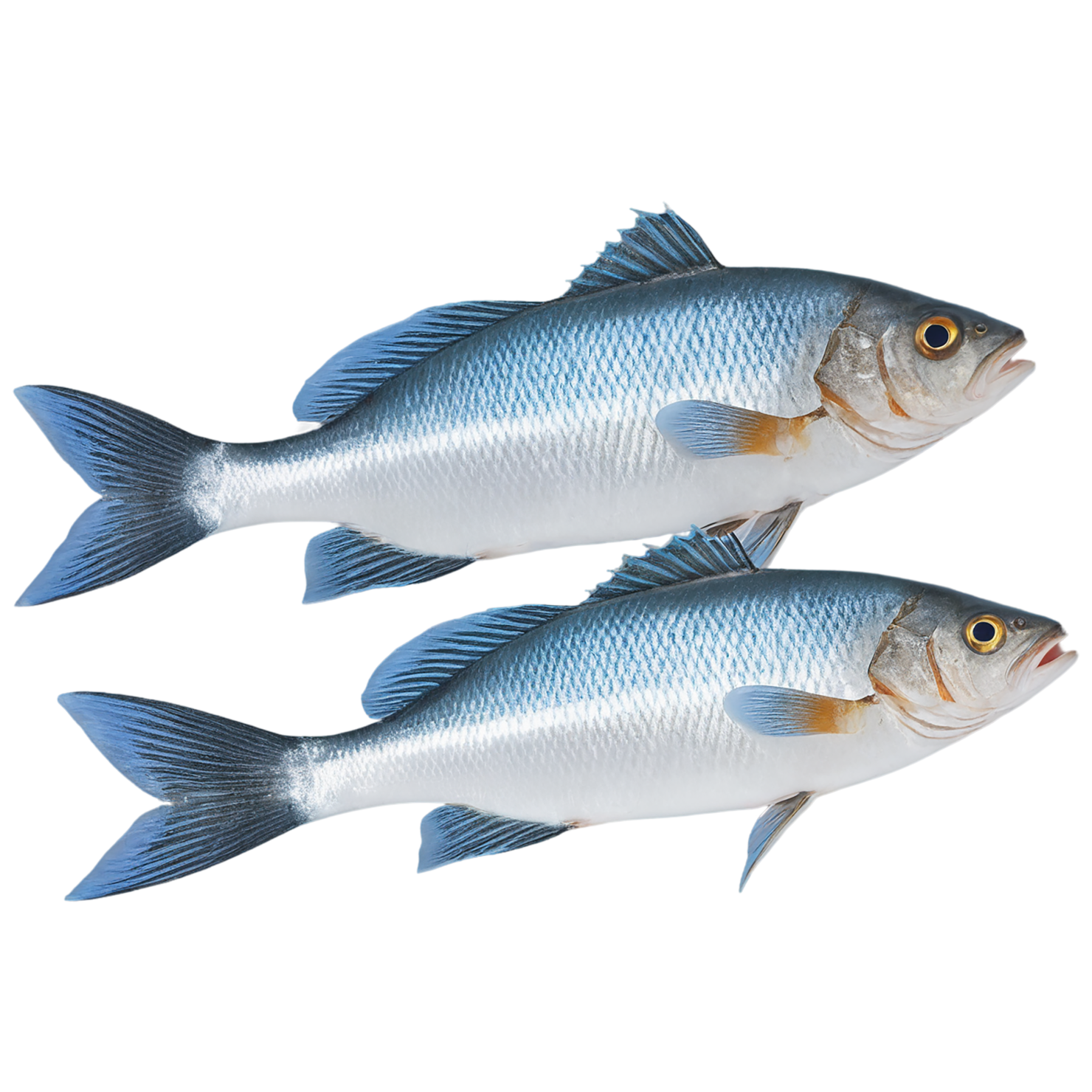 Fish proteins isolated on transparent background #8470