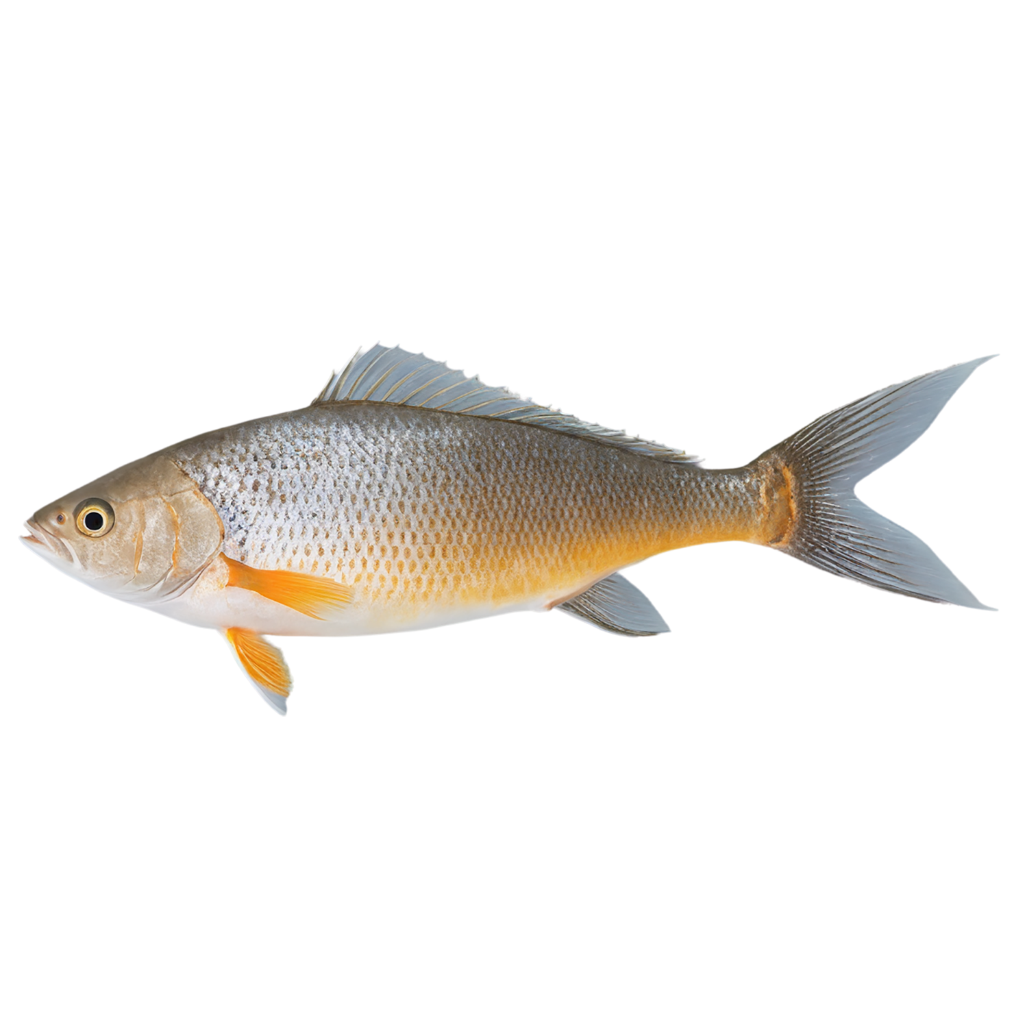 Fish proteins isolated on transparent background #8471