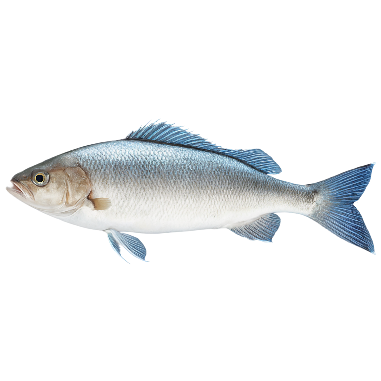 Fish proteins isolated on transparent background #8473