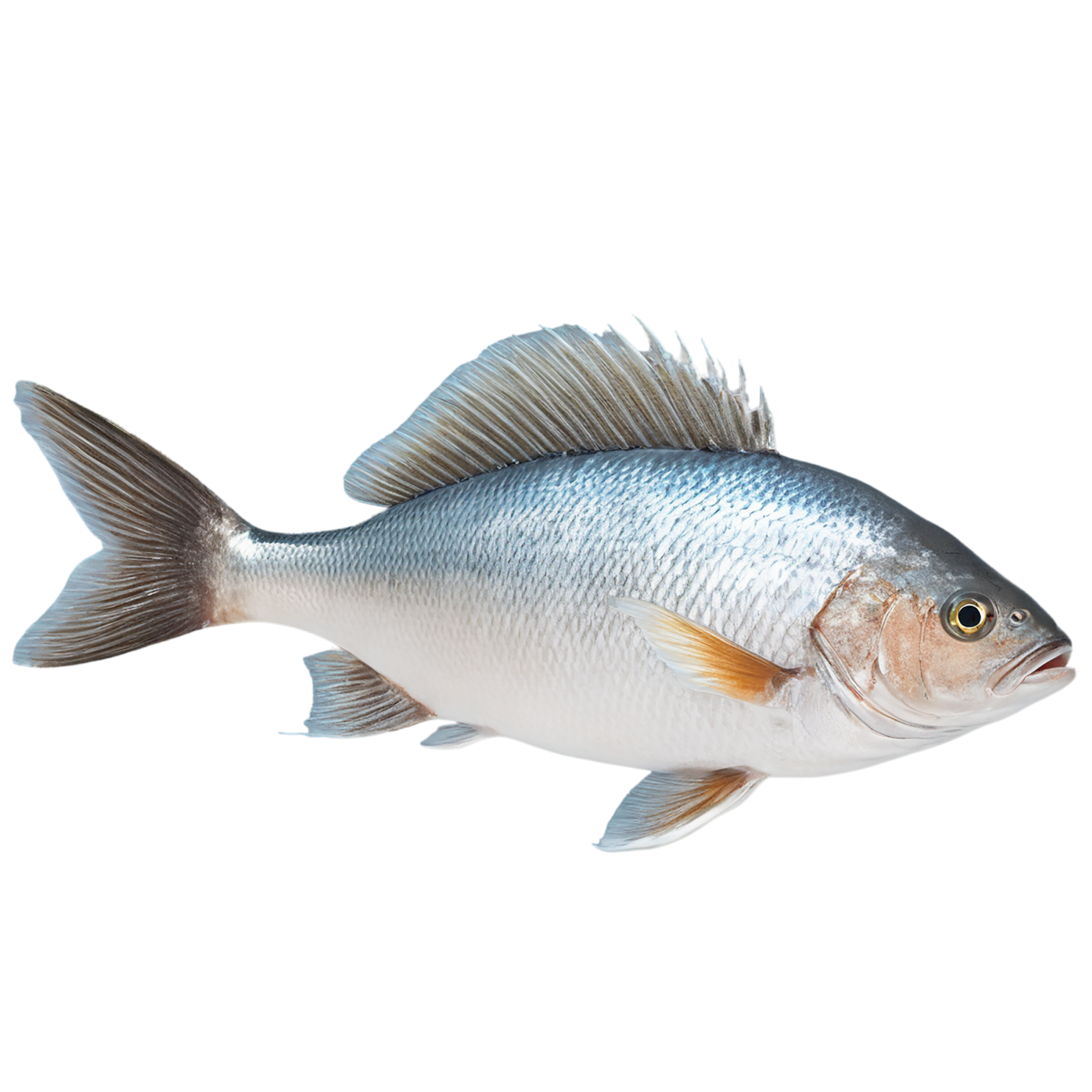 Fish proteins isolated on transparent background #8474