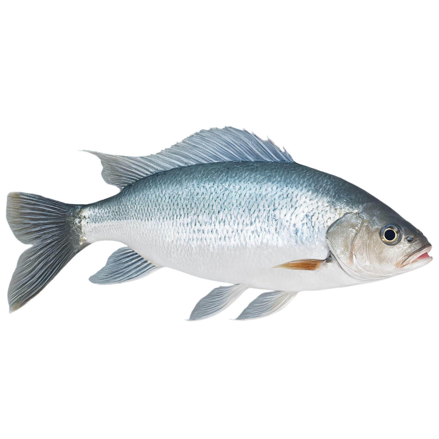 Fish proteins isolated on transparent background #8475