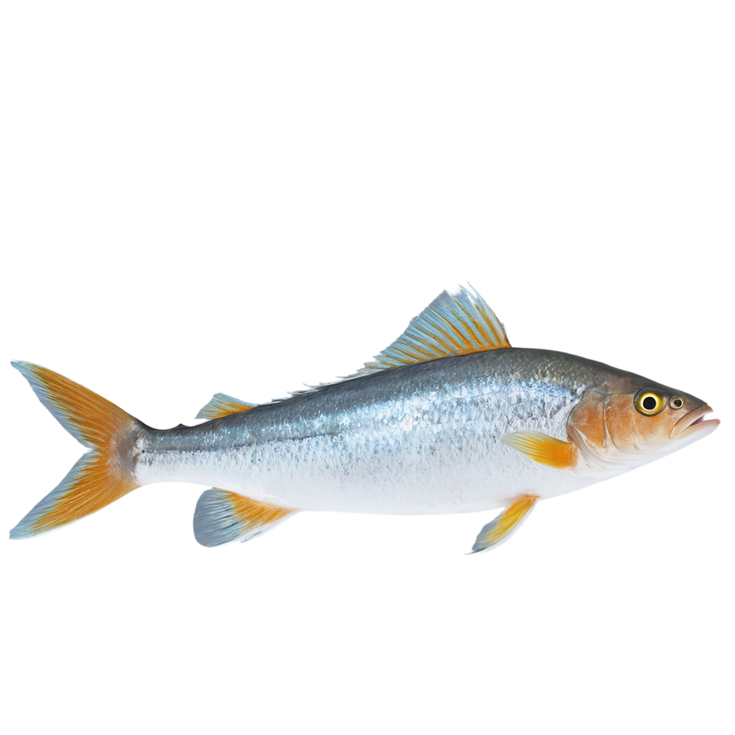 Fish proteins isolated on transparent background #8477