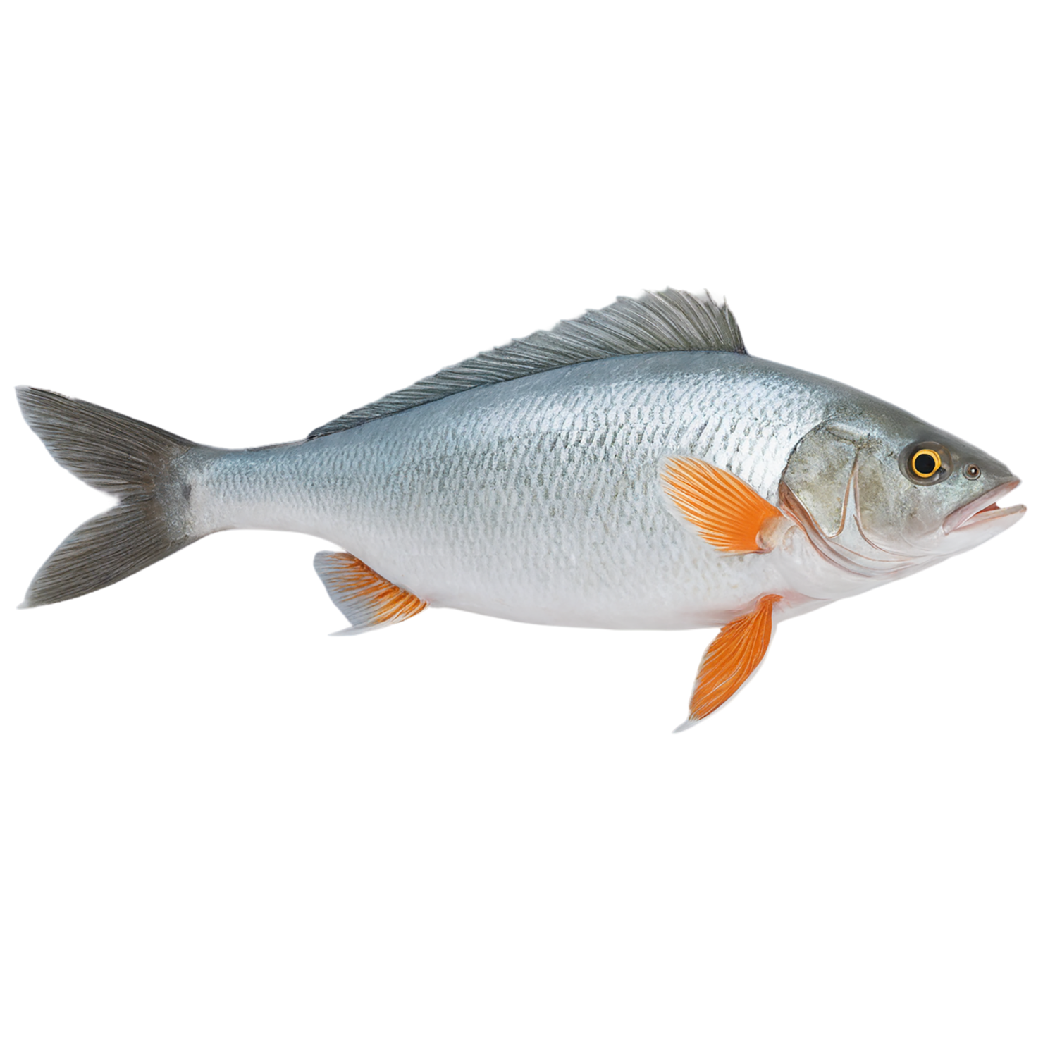 Fish proteins isolated on transparent background #8478