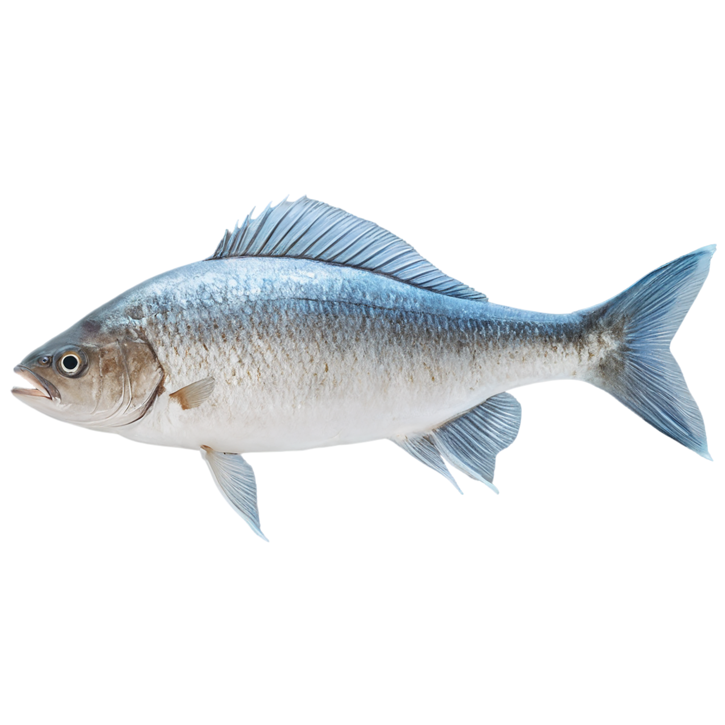 Fish proteins isolated on transparent background #8480
