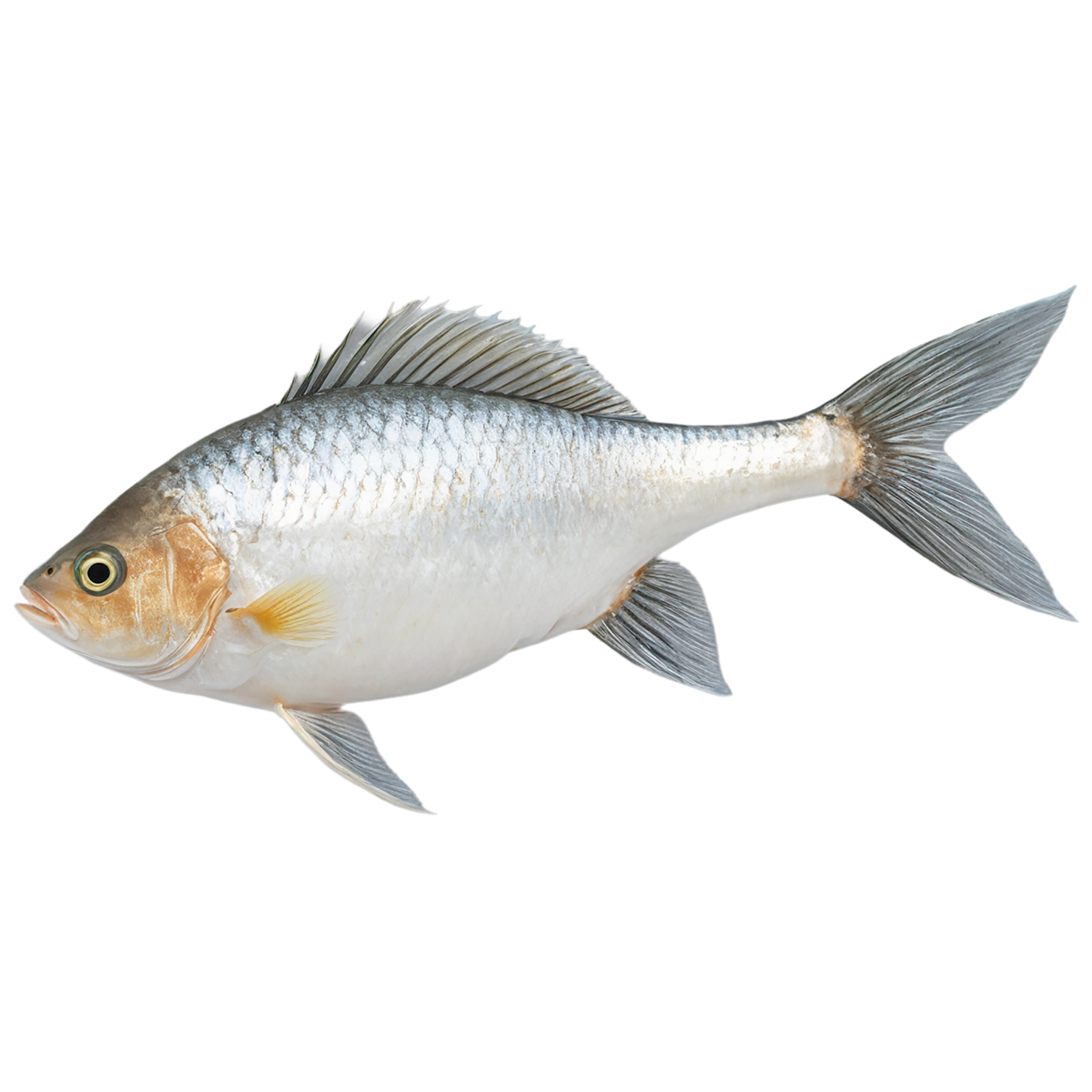 Fish proteins isolated on transparent background #8483