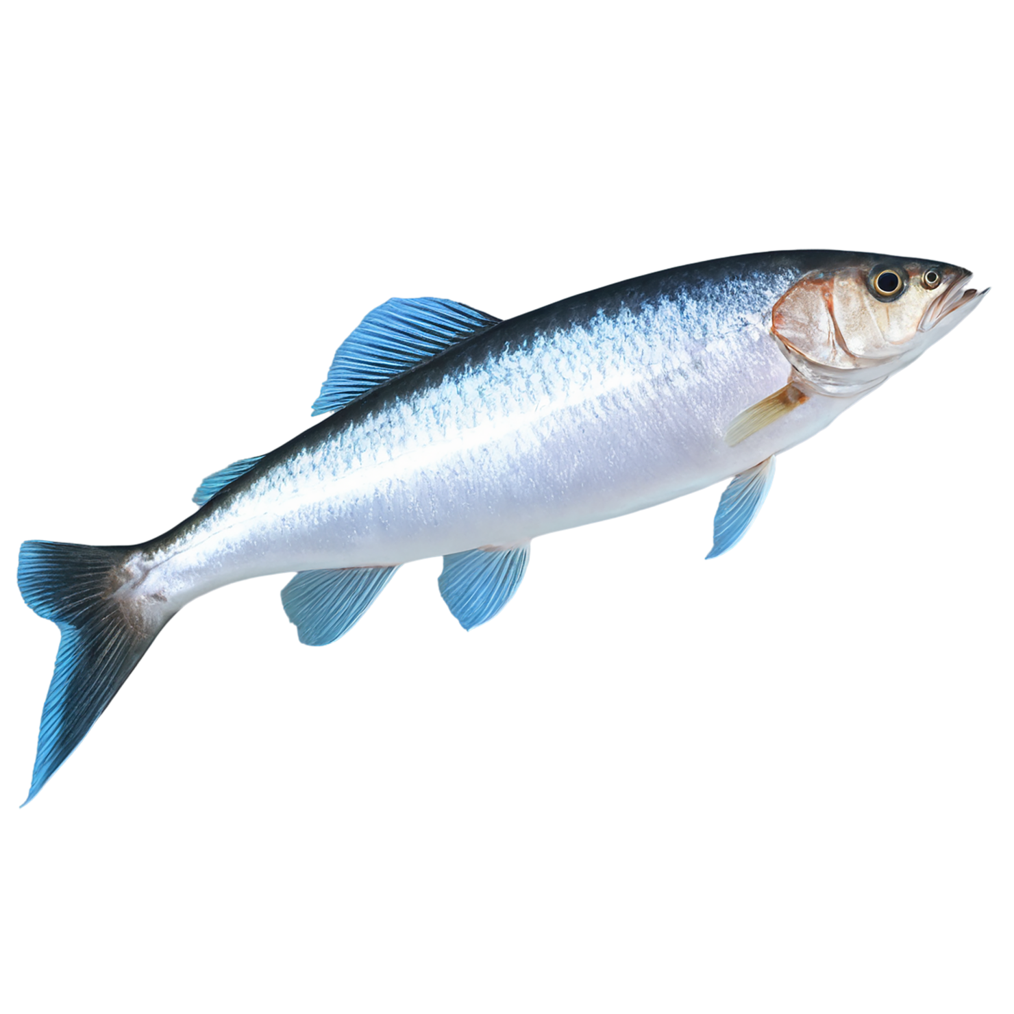 Fish proteins isolated on transparent background #8484