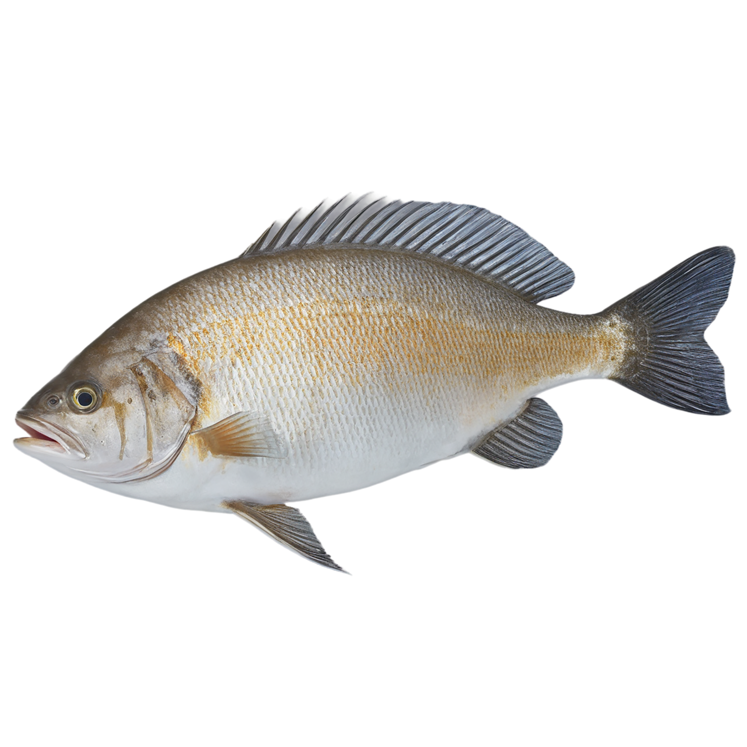 Fish proteins isolated on transparent background #8485