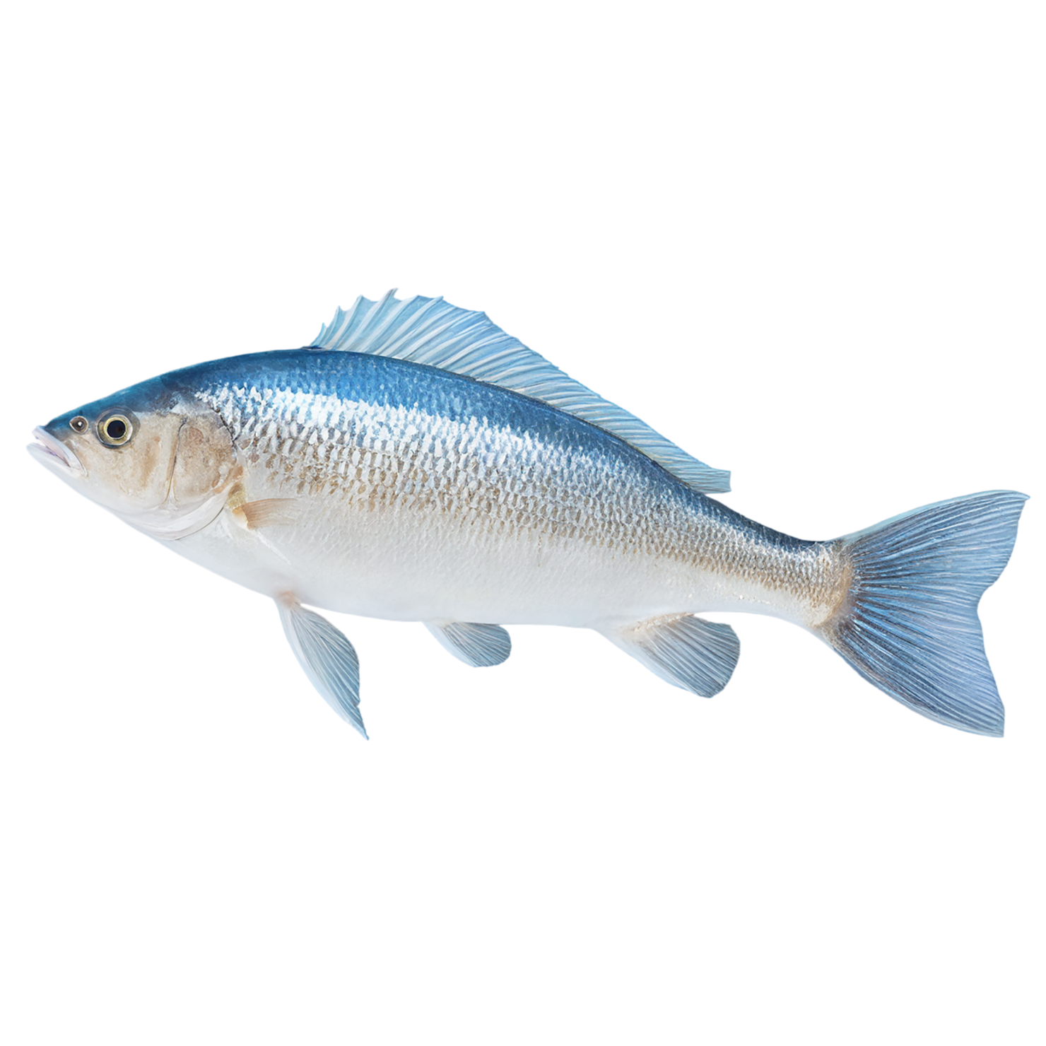 Fish proteins isolated on transparent background #8488