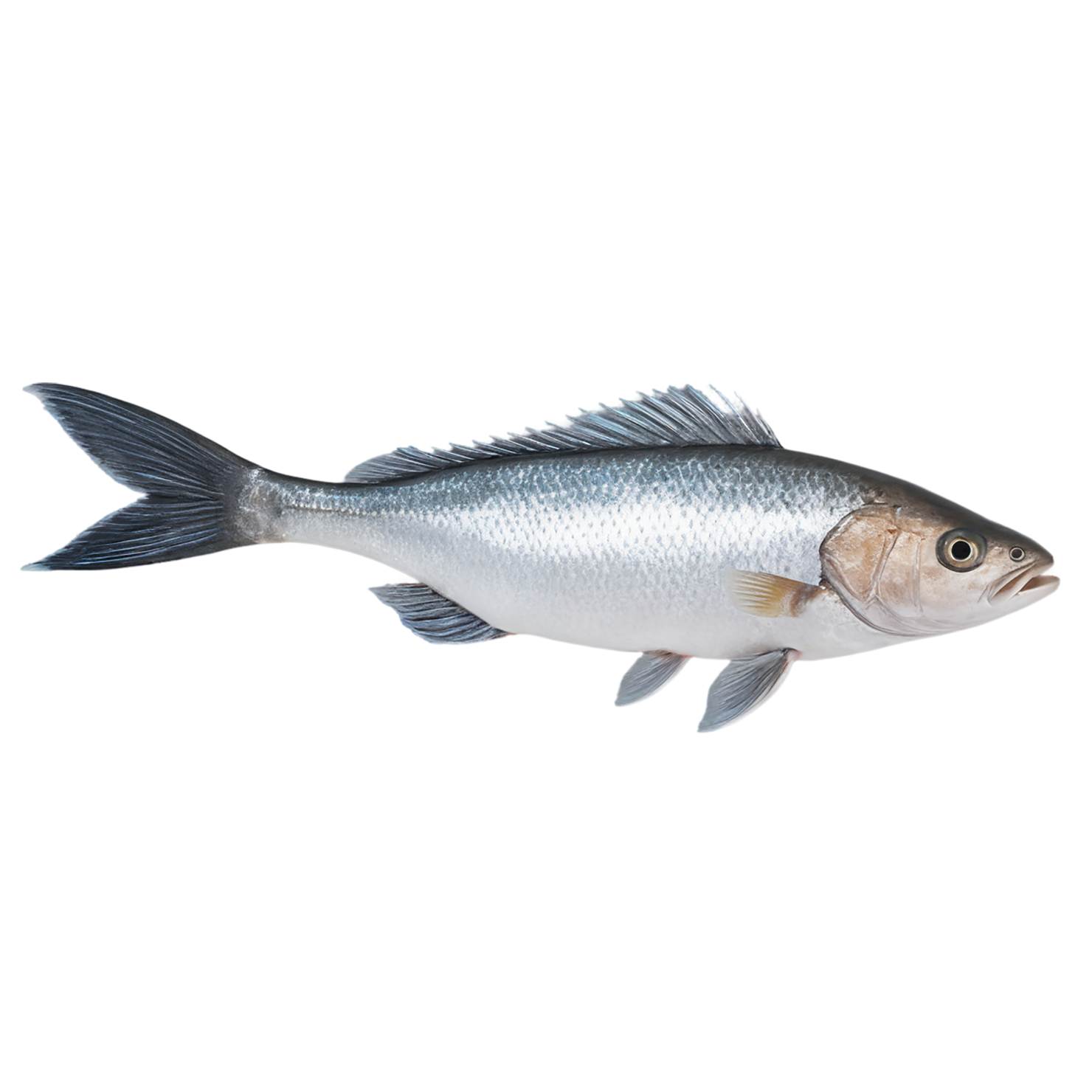 Fish proteins isolated on transparent background #8489