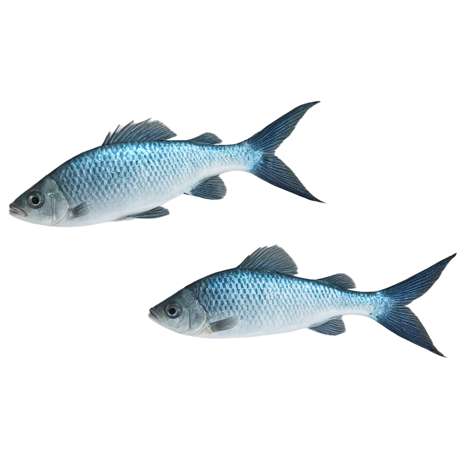 Fish proteins isolated on transparent background #8491