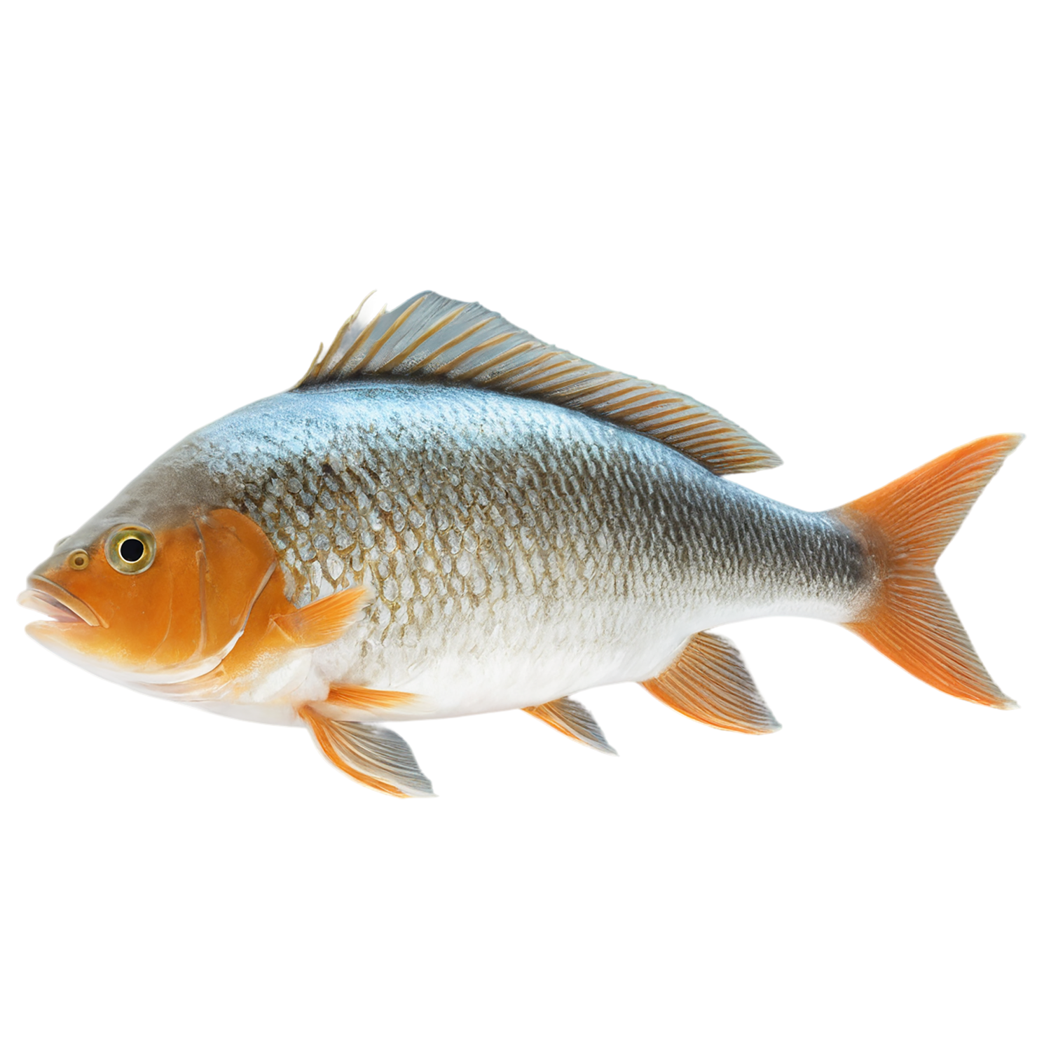 Fish proteins isolated on transparent background #8492