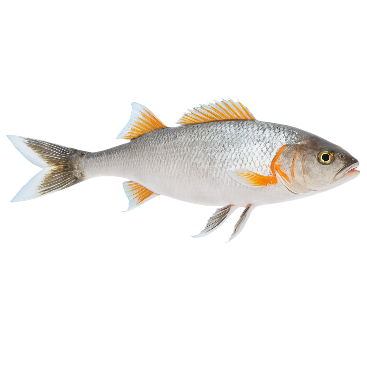 Fish proteins isolated on transparent background #8493