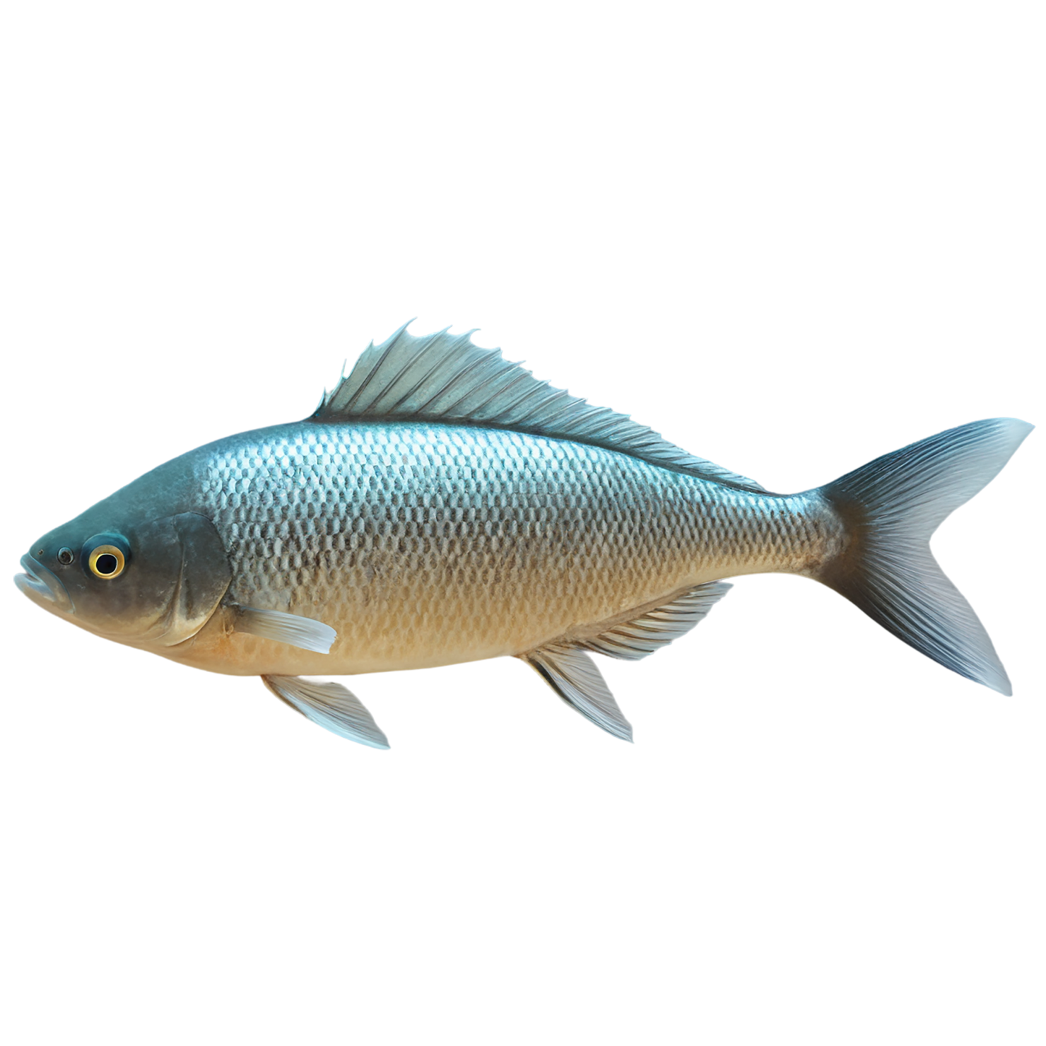 Fish proteins isolated on transparent background #8495