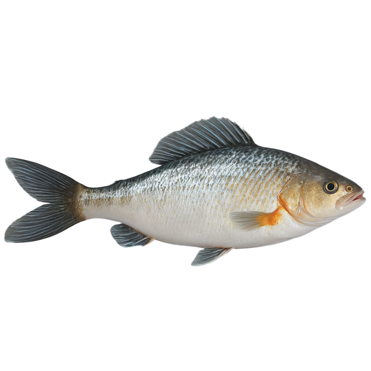 Fish proteins isolated on transparent background #8496