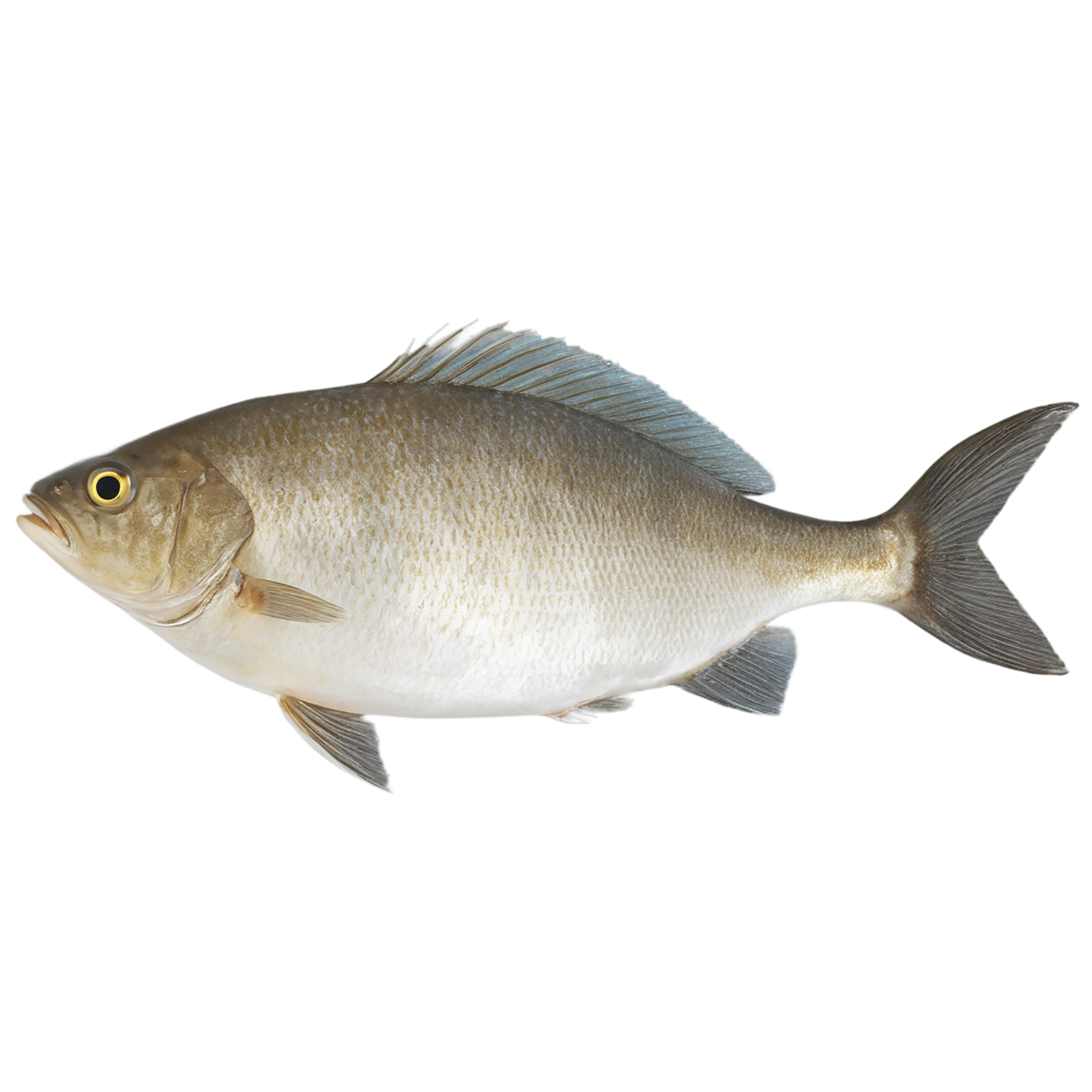 Fish proteins isolated on transparent background #8497