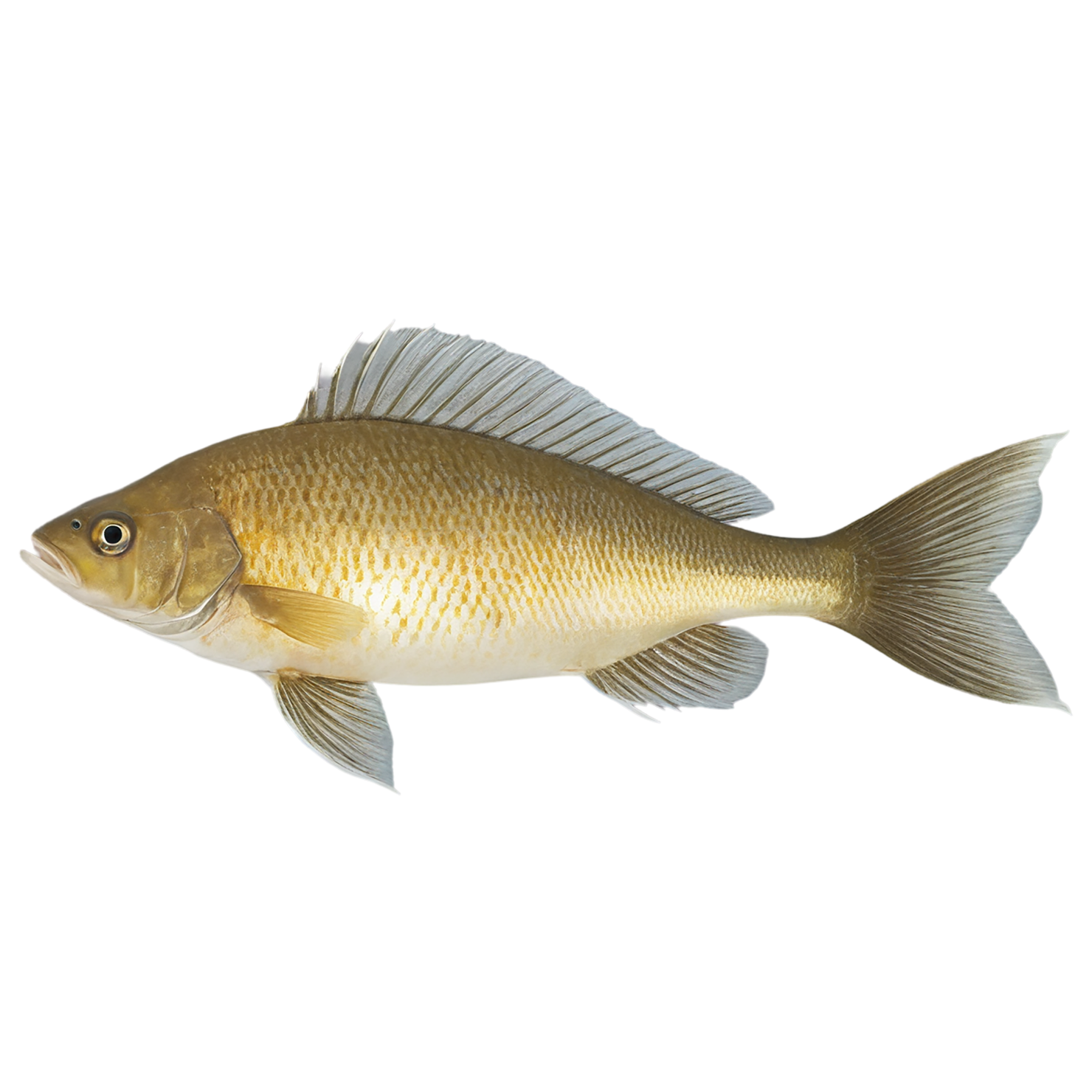 Fish proteins isolated on transparent background #8498
