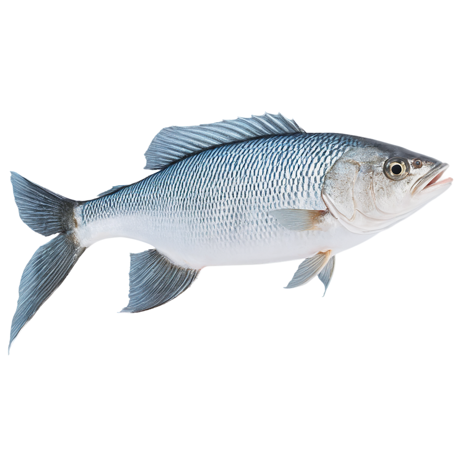 Fish proteins isolated on transparent background #8499