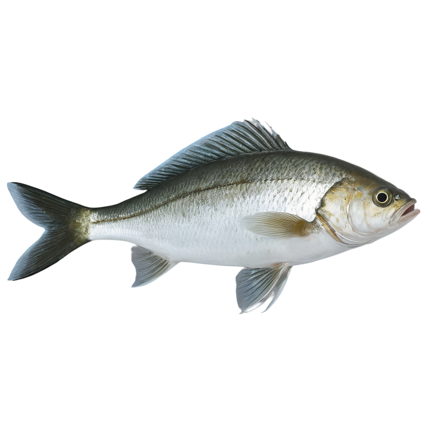 Fish proteins isolated on transparent background #8500