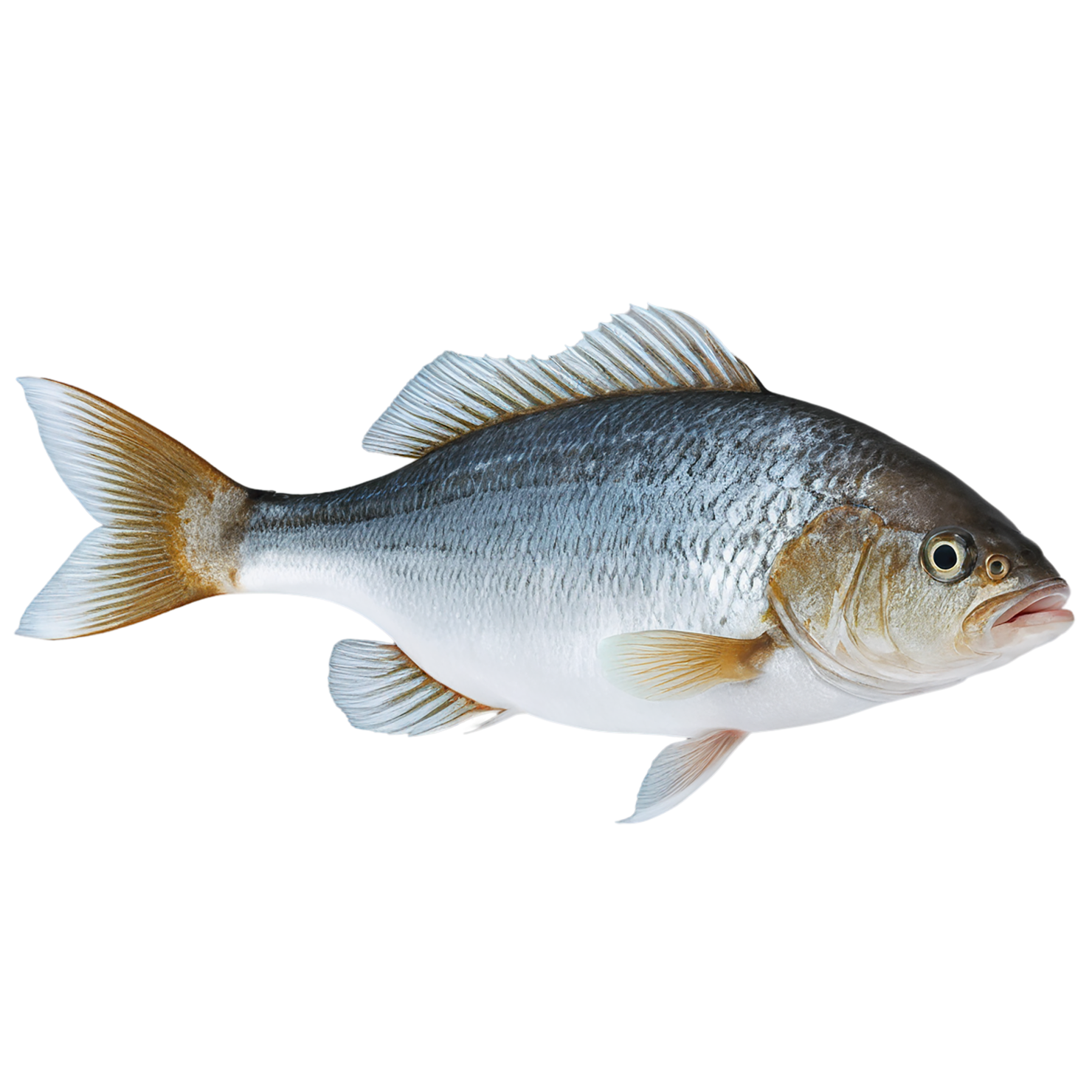 Fish proteins isolated on transparent background #8501