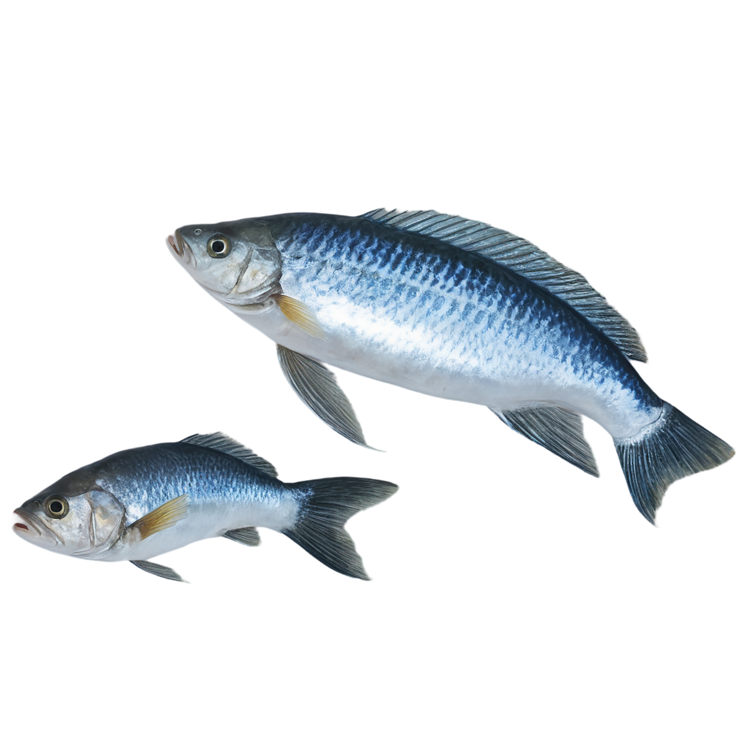 Fish proteins isolated on transparent background #8502