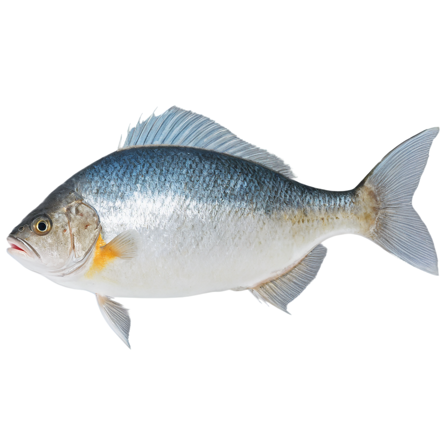 Fish proteins isolated on transparent background #8503