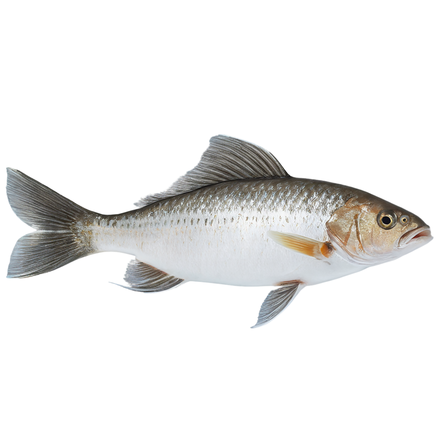 Fish proteins isolated on transparent background #8504