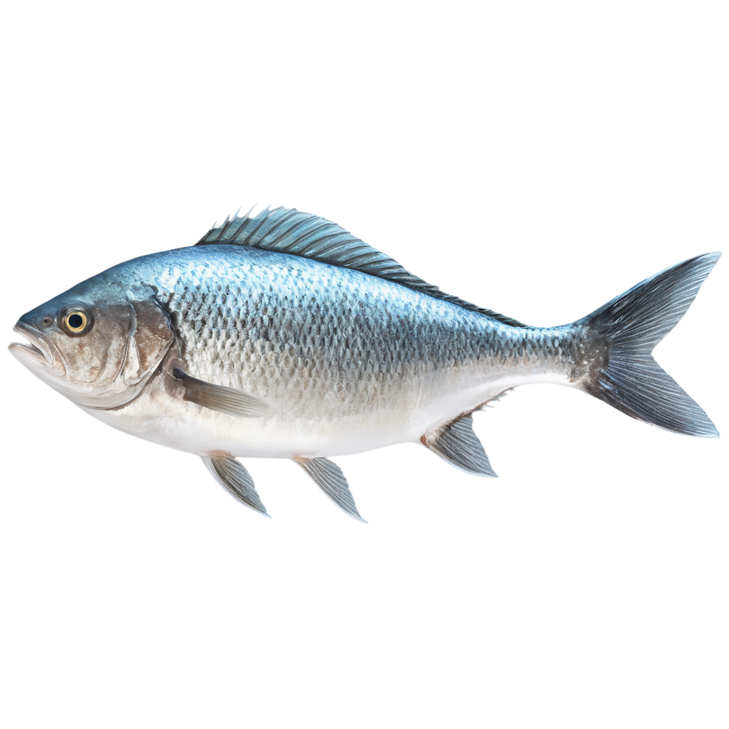 Fish proteins isolated on transparent background #8505