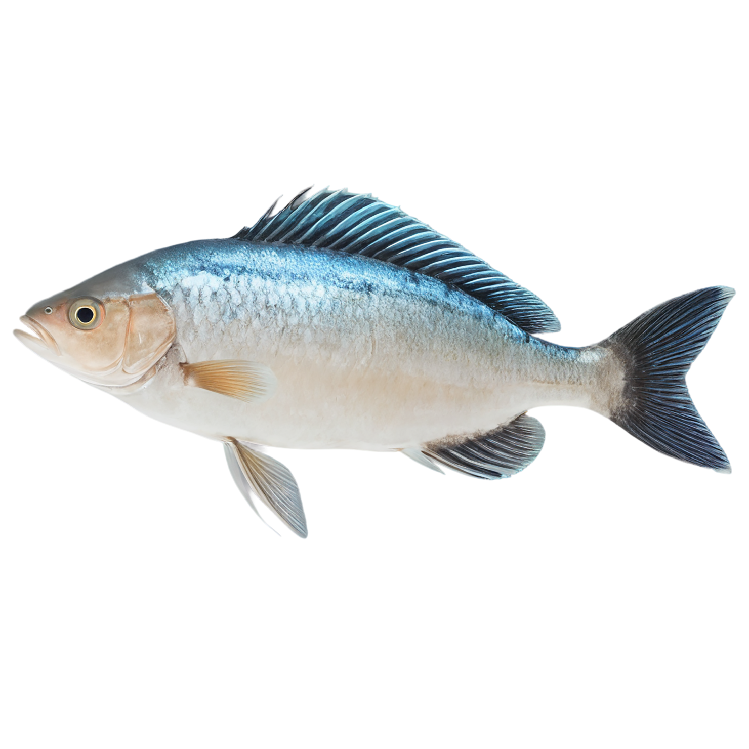 Fish proteins isolated on transparent background #8506