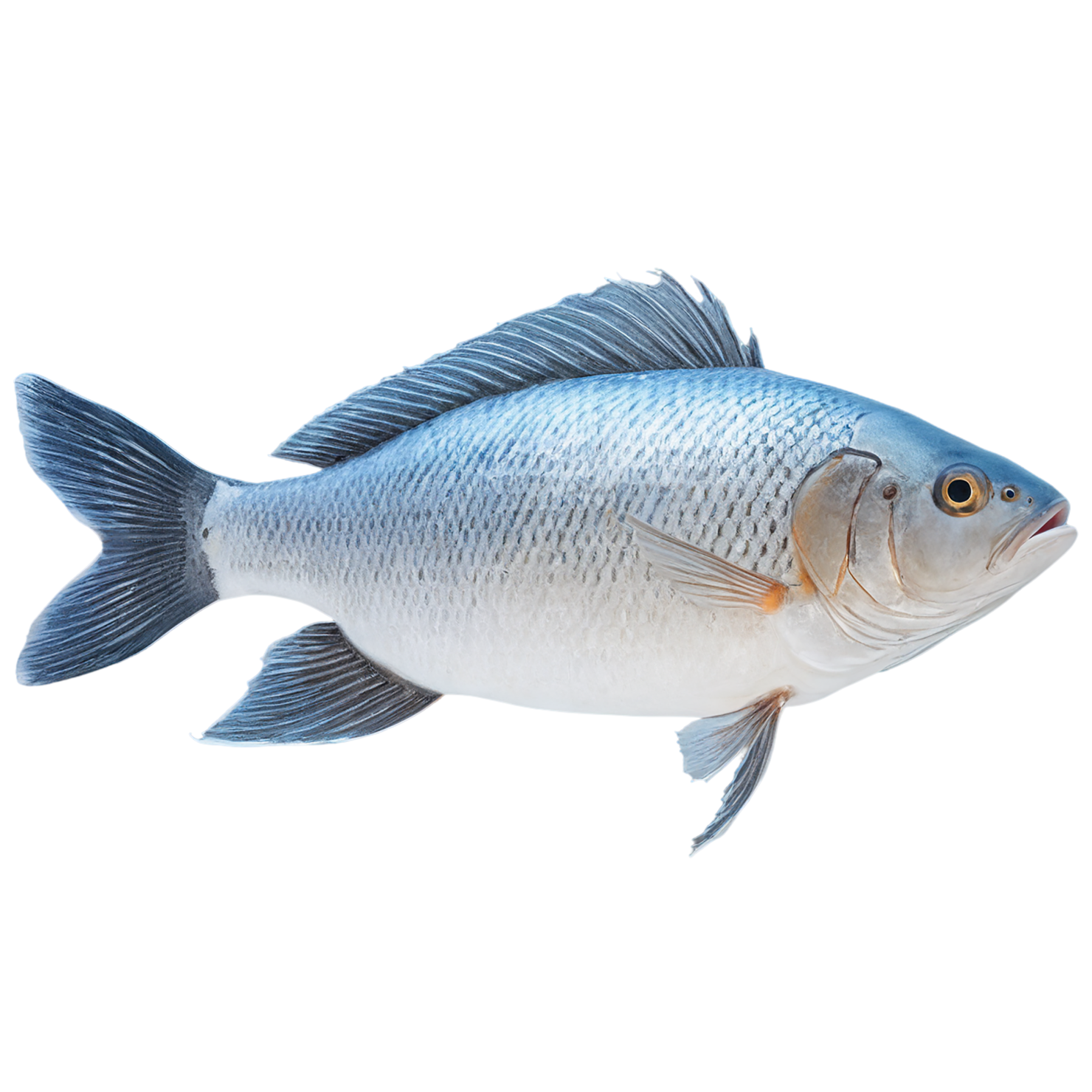 Fish proteins isolated on transparent background #8507