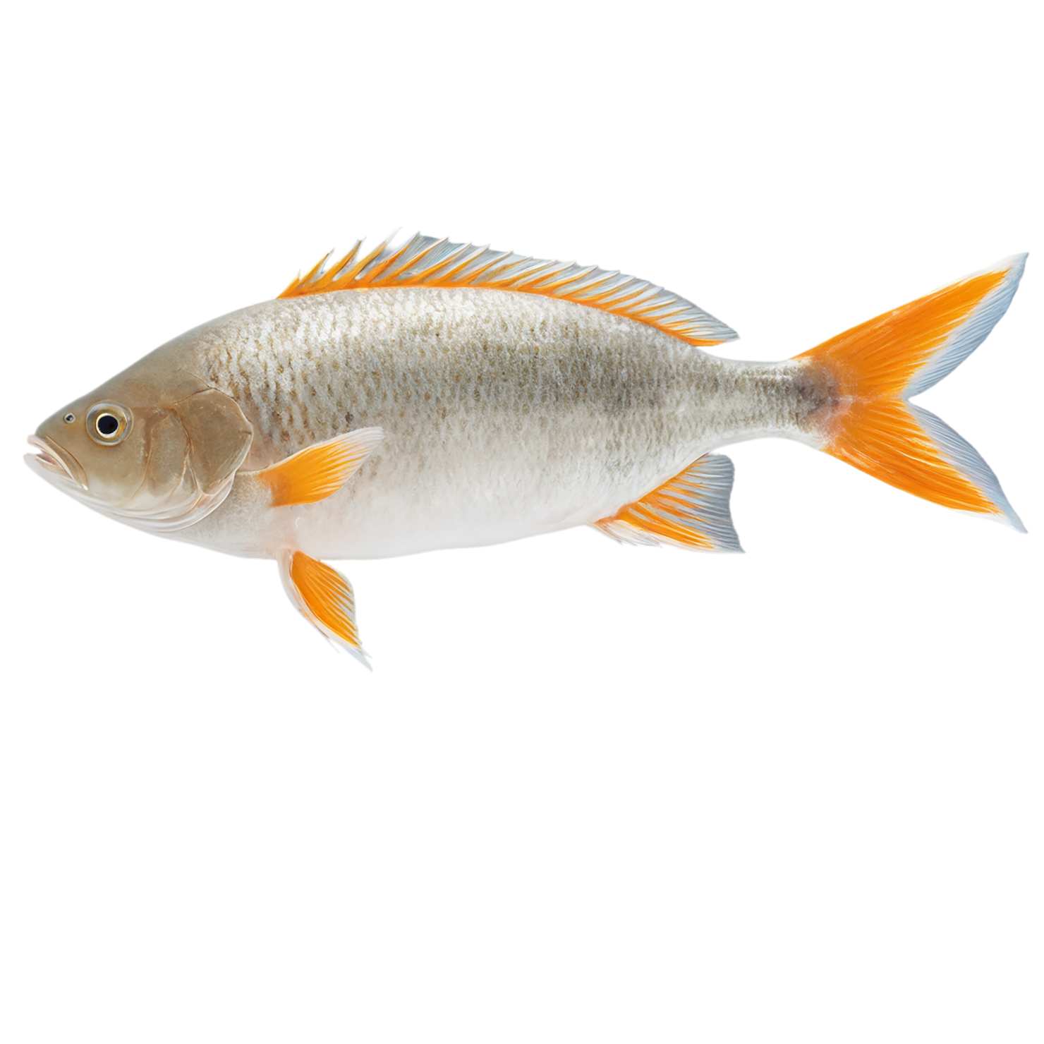 Fish proteins isolated on transparent background #8508