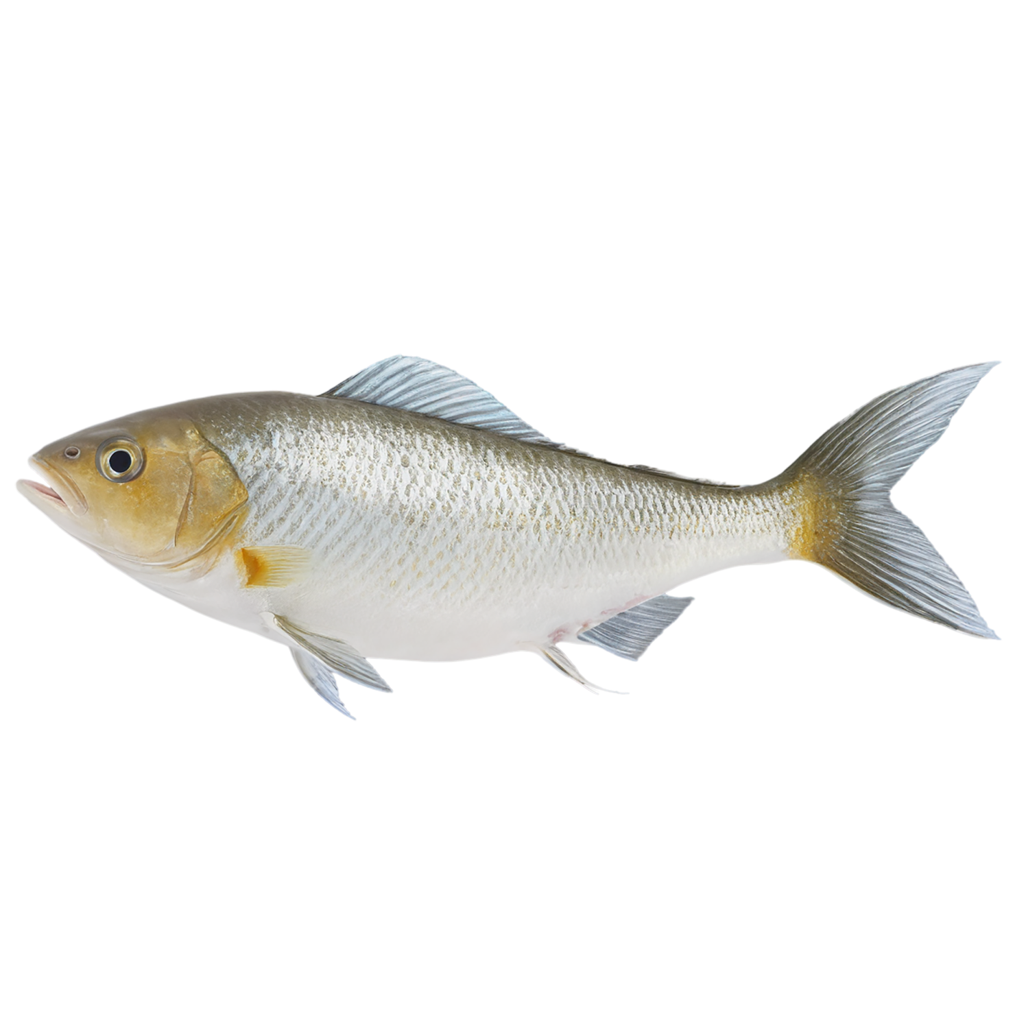 Fish proteins isolated on transparent background #8509