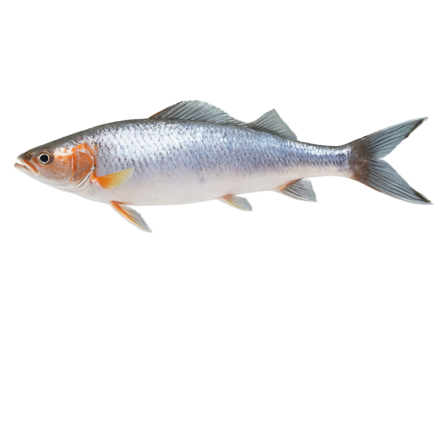 Fish proteins isolated on transparent background #8510