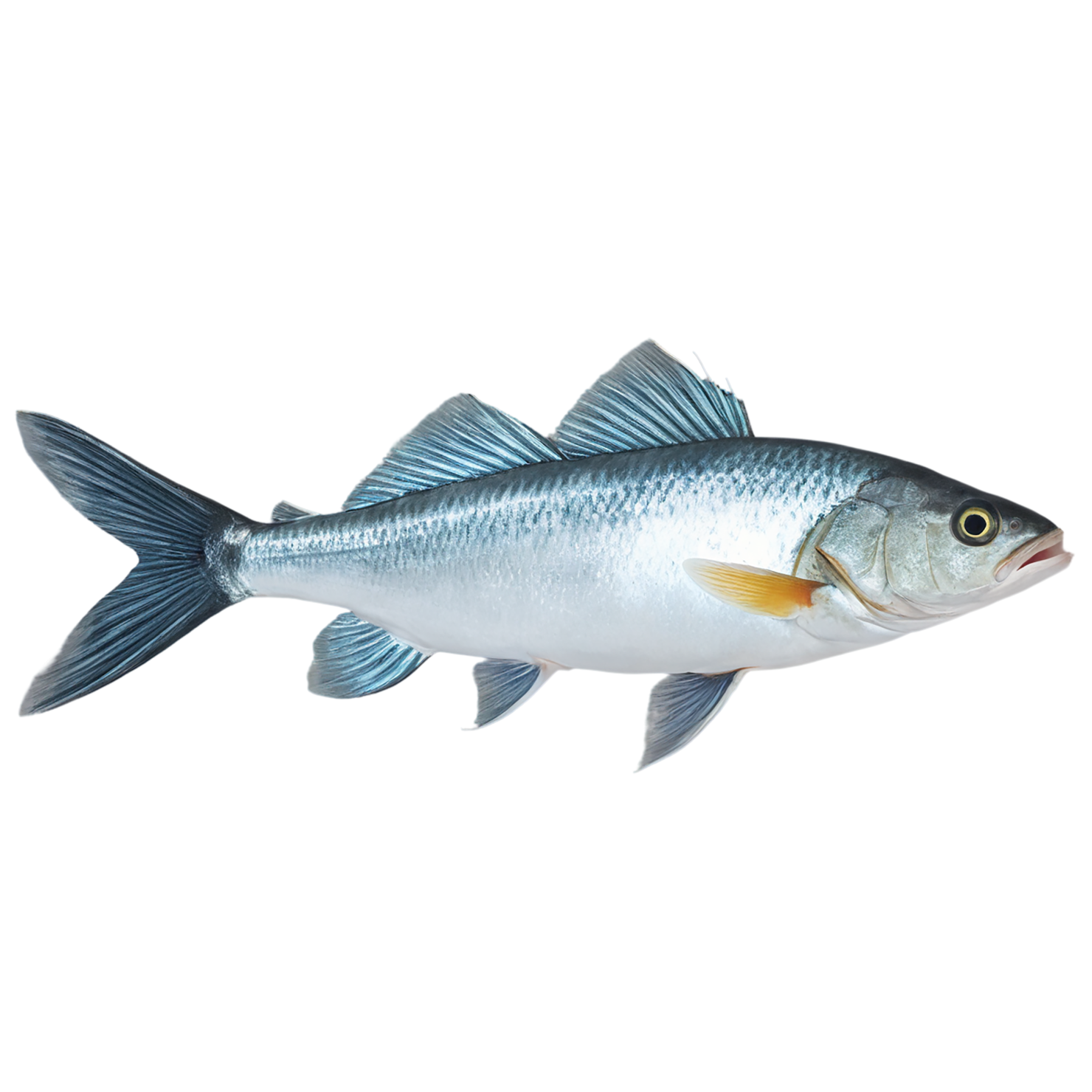 Fish proteins isolated on transparent background #8511