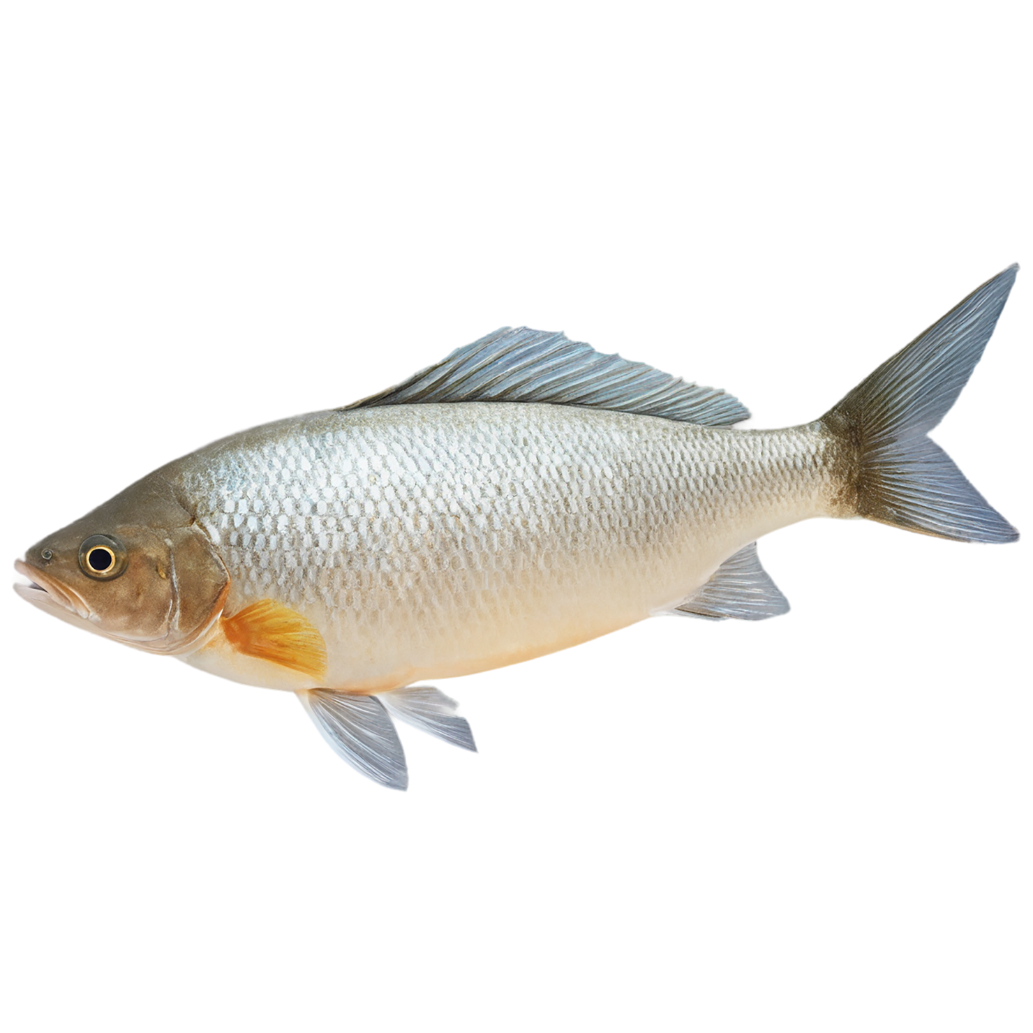 Fish proteins isolated on transparent background #8513