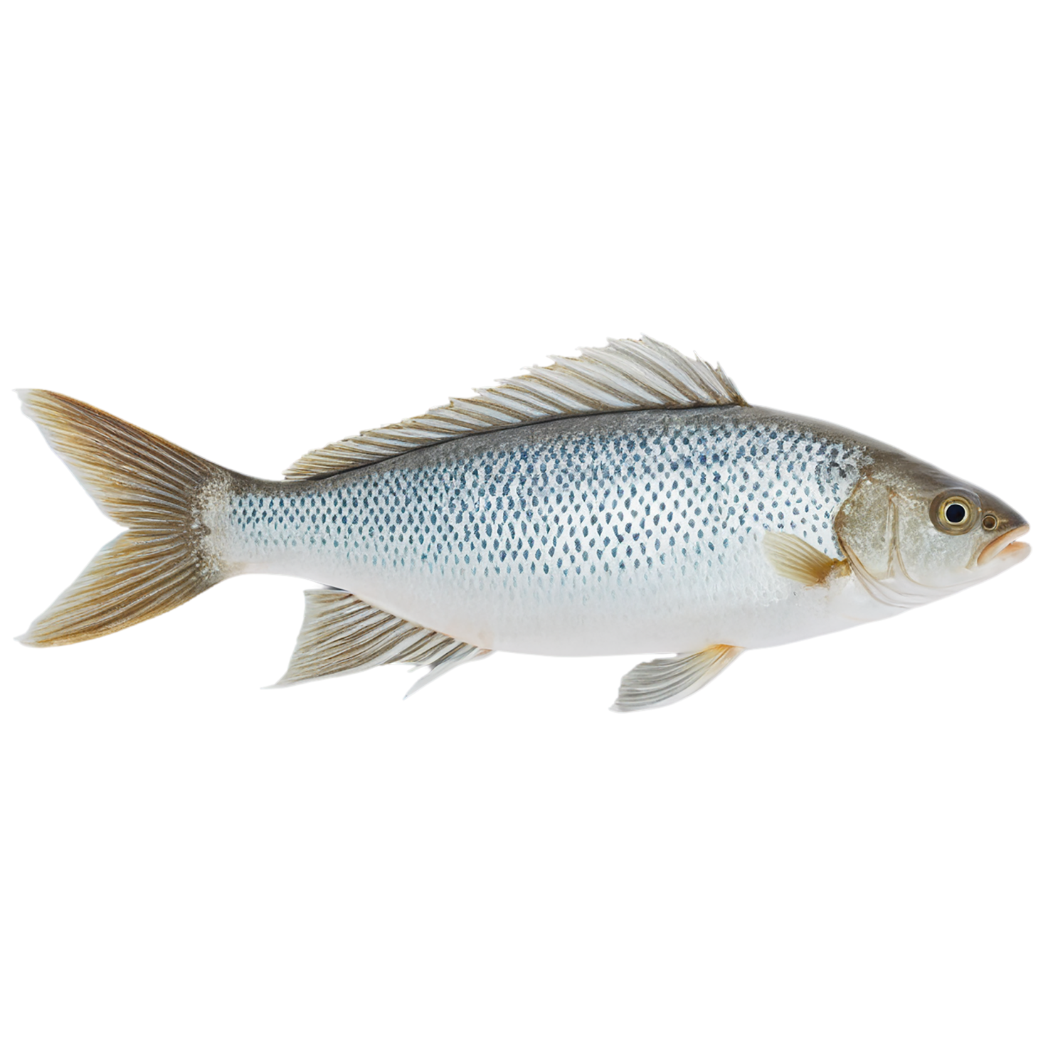 Fish proteins isolated on transparent background #8514