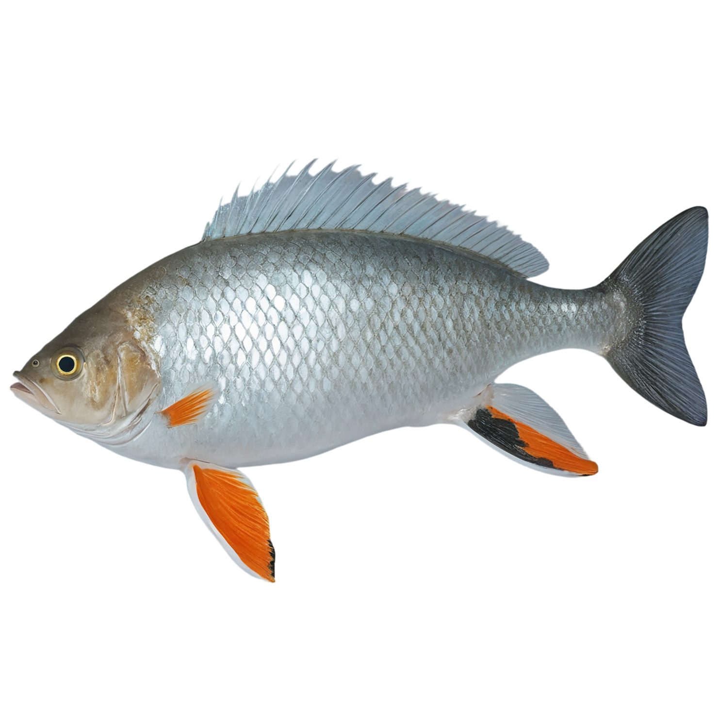 Fish proteins isolated on transparent background #8515