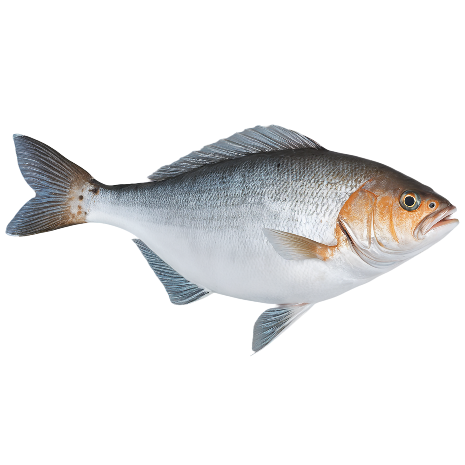 Fish proteins isolated on transparent background #8516