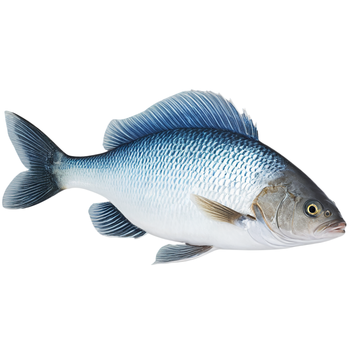 Fish proteins isolated on transparent background #8520