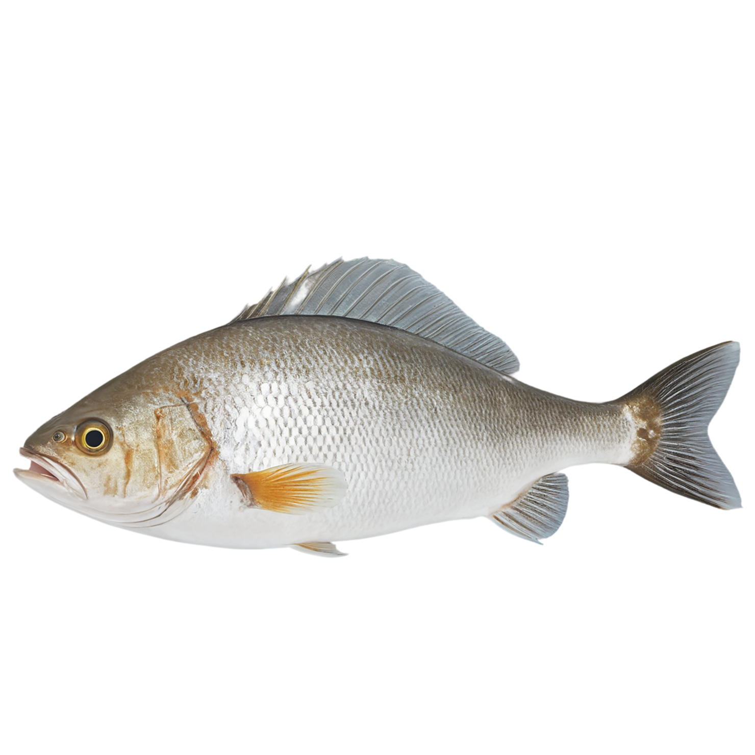 Fish proteins isolated on transparent background #8521