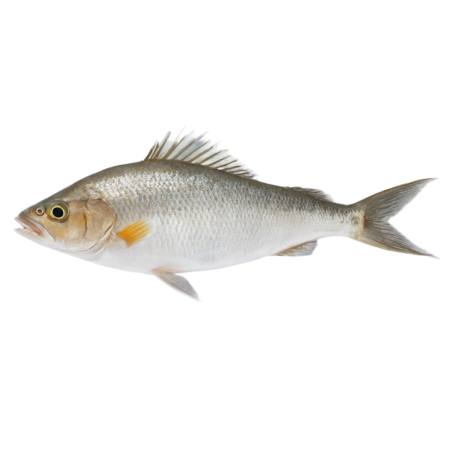 Fish proteins isolated on transparent background #8522