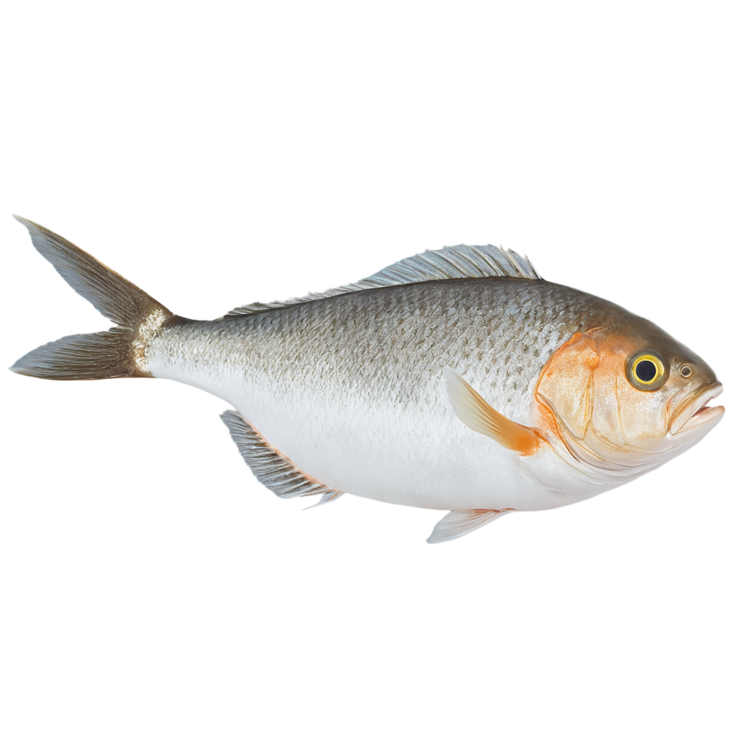Fish proteins isolated on transparent background #8523