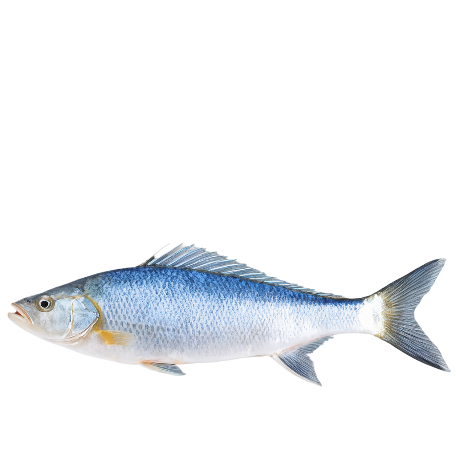 Fish proteins isolated on transparent background #8524
