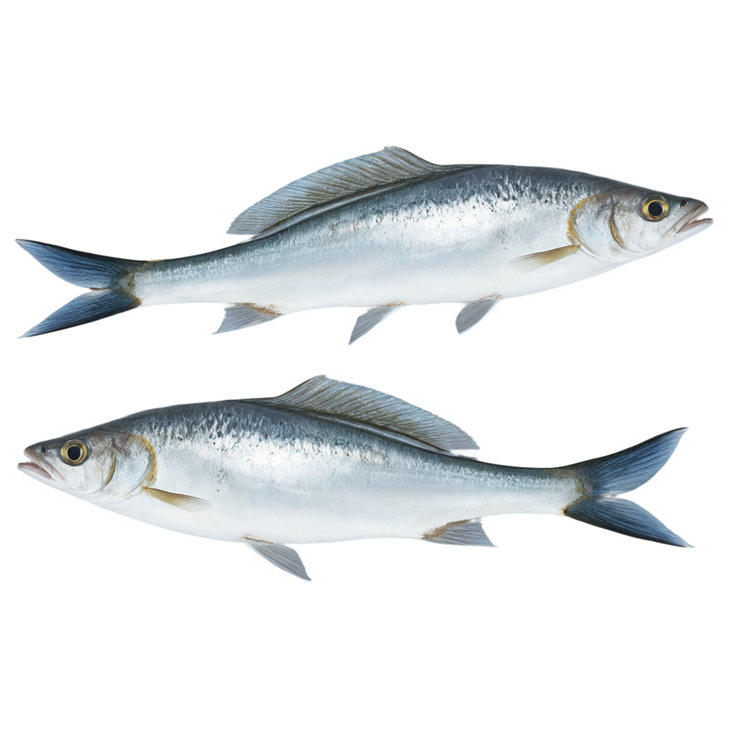 Fish proteins isolated on transparent background #8525